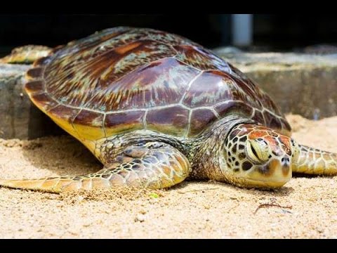 Traveling while studying is certainly very fun. That is what Tanjung Benoa Turtle Island tourism offers. Besides being able to learn, children can also take part in refreshing by playing with the turtles.