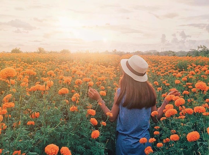 The Marigold Field in Temukus Village