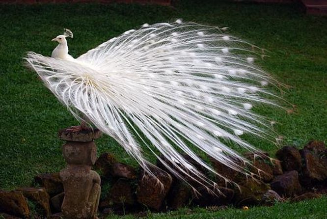 The Types of Birds in Bali Bird Park