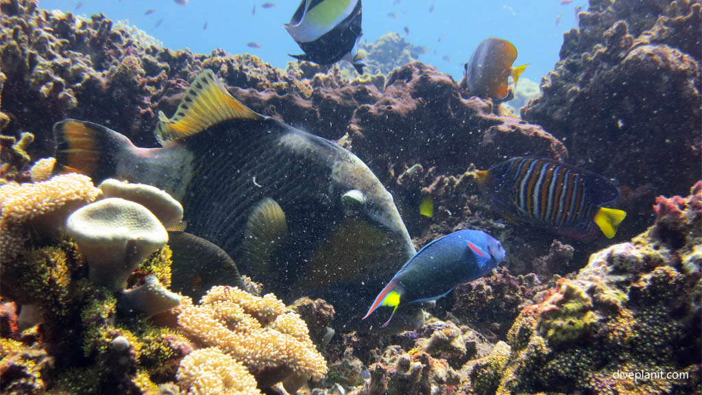 Underwater Paradise, The Coral Garden Menjangan