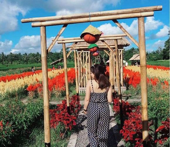 The Enchanting View of Flowers at the Tabanan Belayu Florist