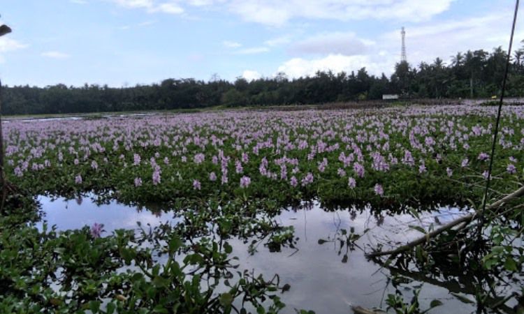 Enjoying the Enchantment of Natural Beauty at Yeh Malet Lake Karangasem