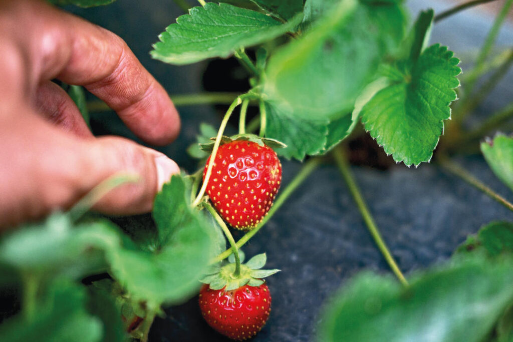 The Best Strawberry Prices