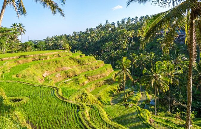 The Best Rice Field Village in Bali, Tegalalang Terraces