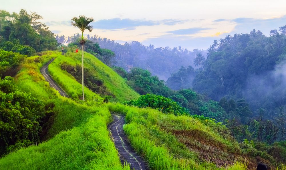 Campuhan Hill in Ubud