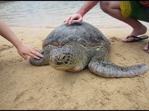 Knowledge about sea turtles