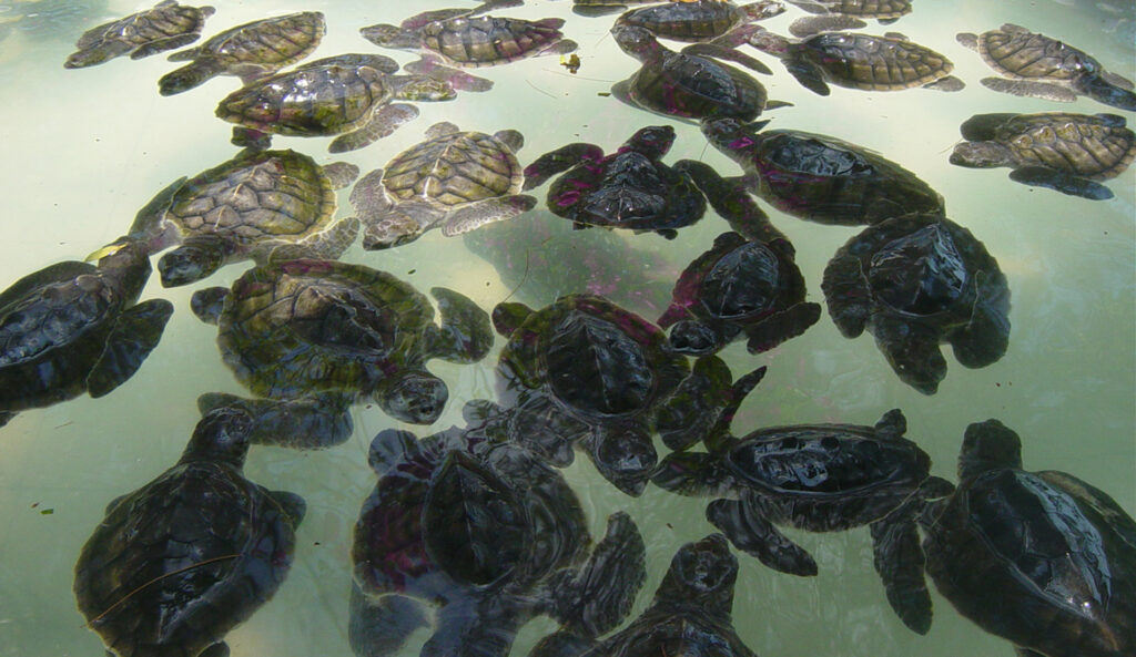 The Best Things About Tanjung Benoa Turtle Island