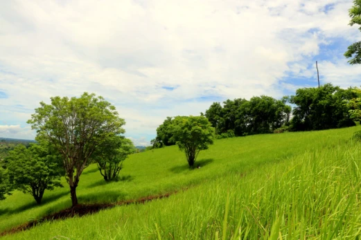 The Green Expanse of Bukit Belong Gunaksa
